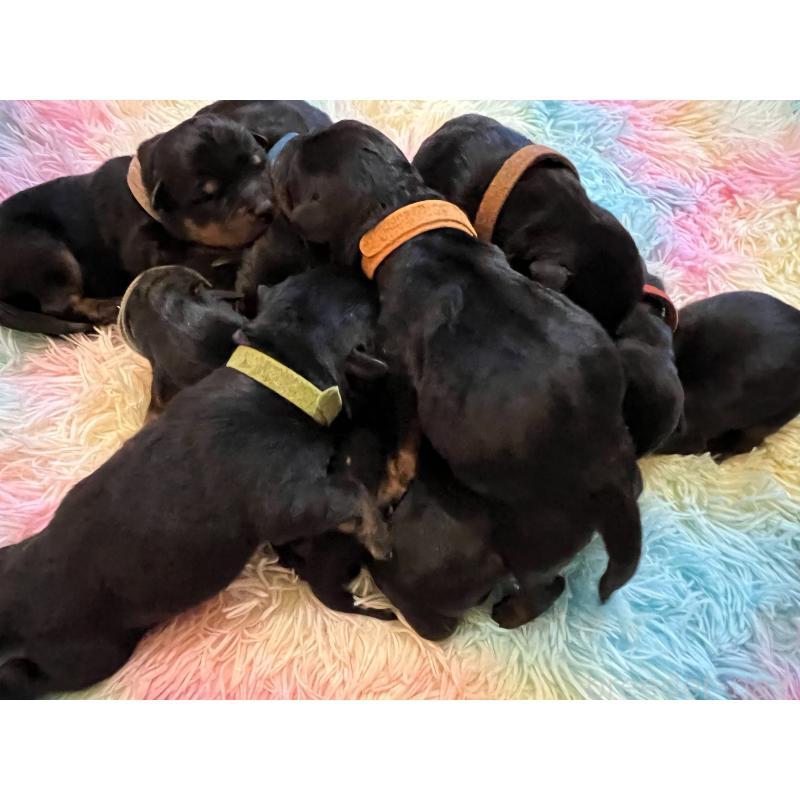 販売中の愛知県のロットワイラー-437024