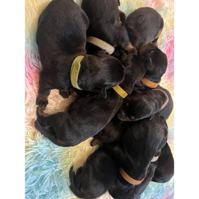 販売中の愛知県のロットワイラー-437026