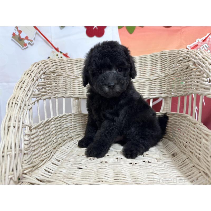 販売中の愛知県のタイニープードル-437289の8枚目