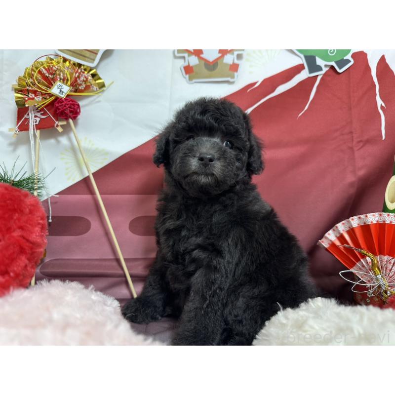 販売中の愛知県のタイニープードル-437289の7枚目