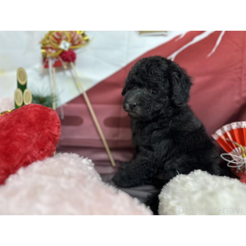 販売中の愛知県のタイニープードル-437289の6枚目