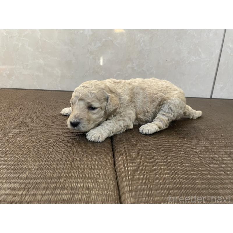 販売中の東京都のゴールデンドゥードル:ゴールデンレトリーバー×プードル-437301の4枚目