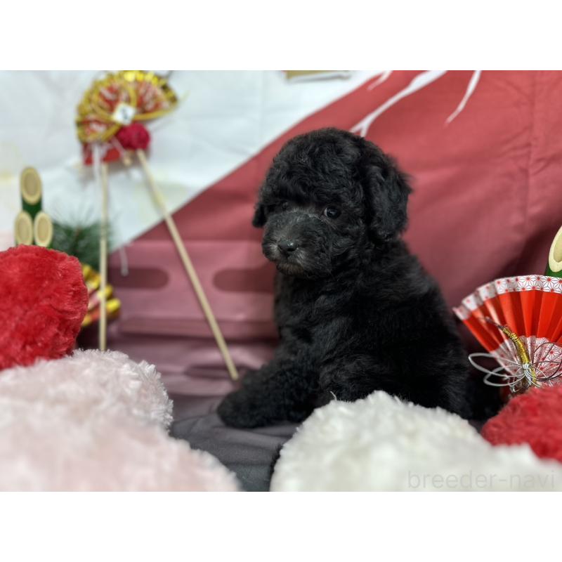 販売中の愛知県のタイニープードル-437289の5枚目