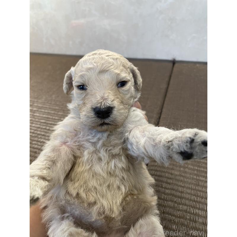 販売中の東京都のゴールデンドゥードル:ゴールデンレトリーバー×プードル-437301の3枚目