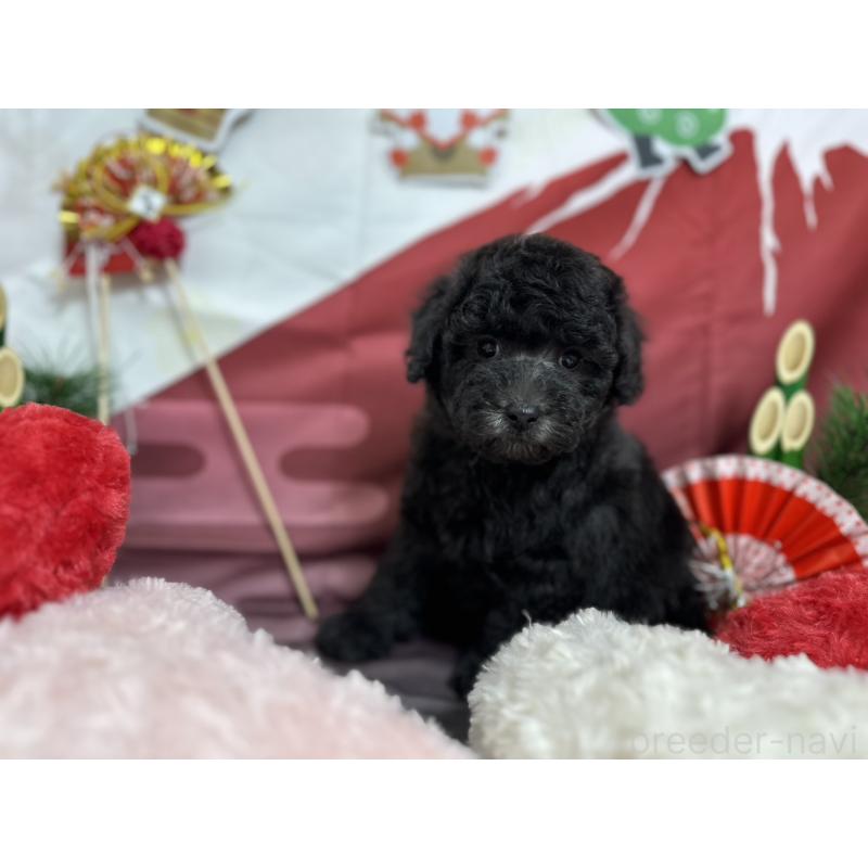 販売中の愛知県のタイニープードル-437289の4枚目