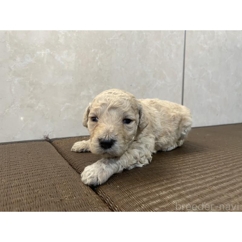 販売中の東京都のゴールデンドゥードル:ゴールデンレトリーバー×プードル-437301の2枚目