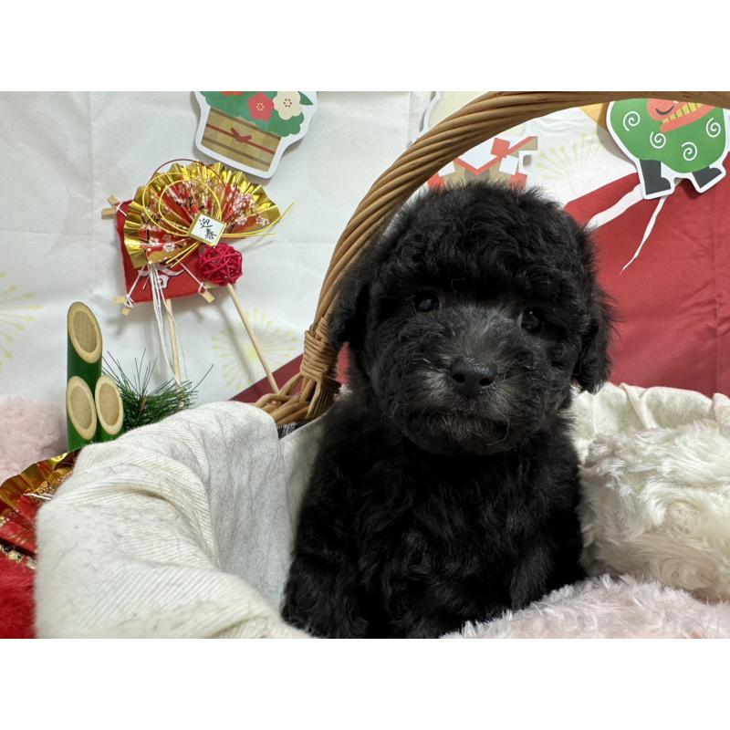 販売中の愛知県のタイニープードル-437289の3枚目