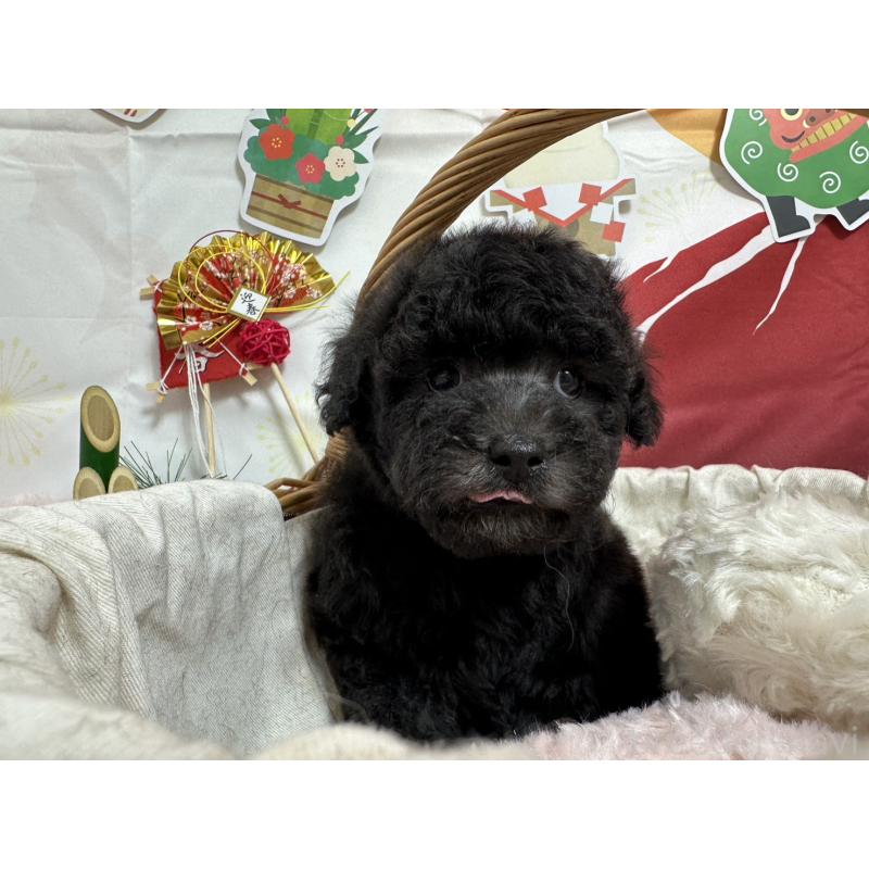 販売中の愛知県のタイニープードル-437289の2枚目