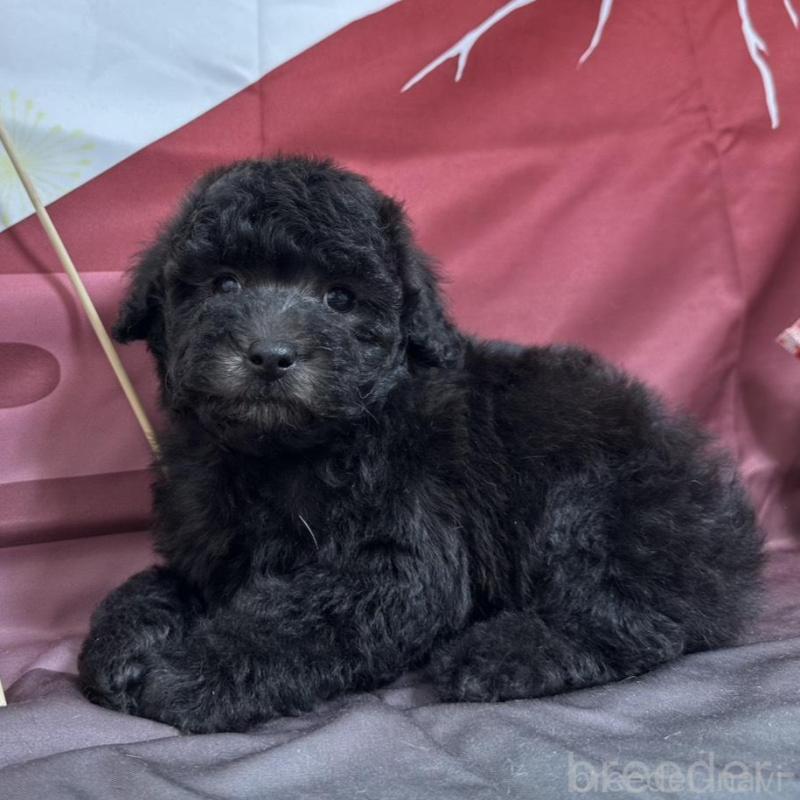 販売中の愛知県のタイニープードル-437289の1枚目