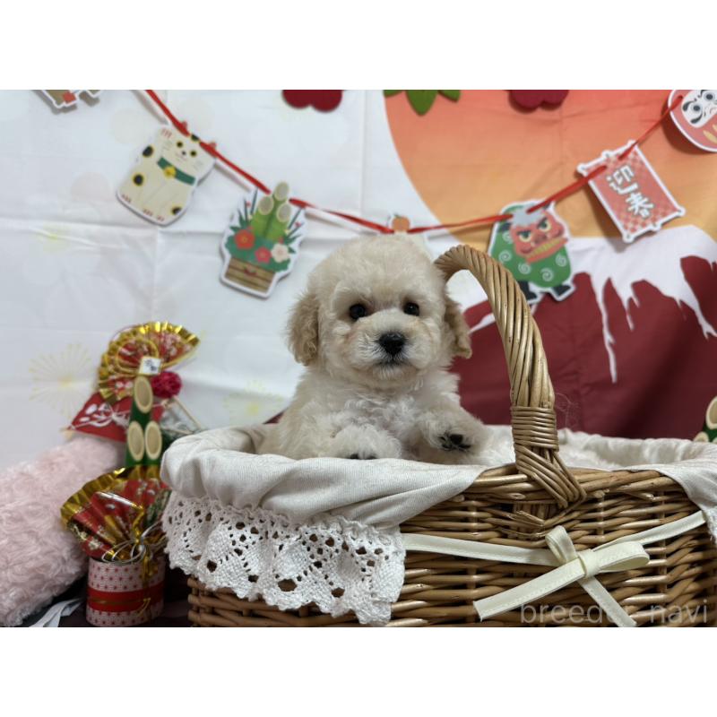 販売中の愛知県のタイニープードル-437290の8枚目