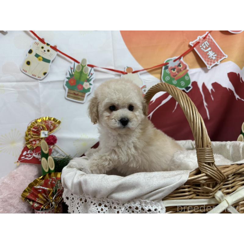 販売中の愛知県のタイニープードル-437290の7枚目