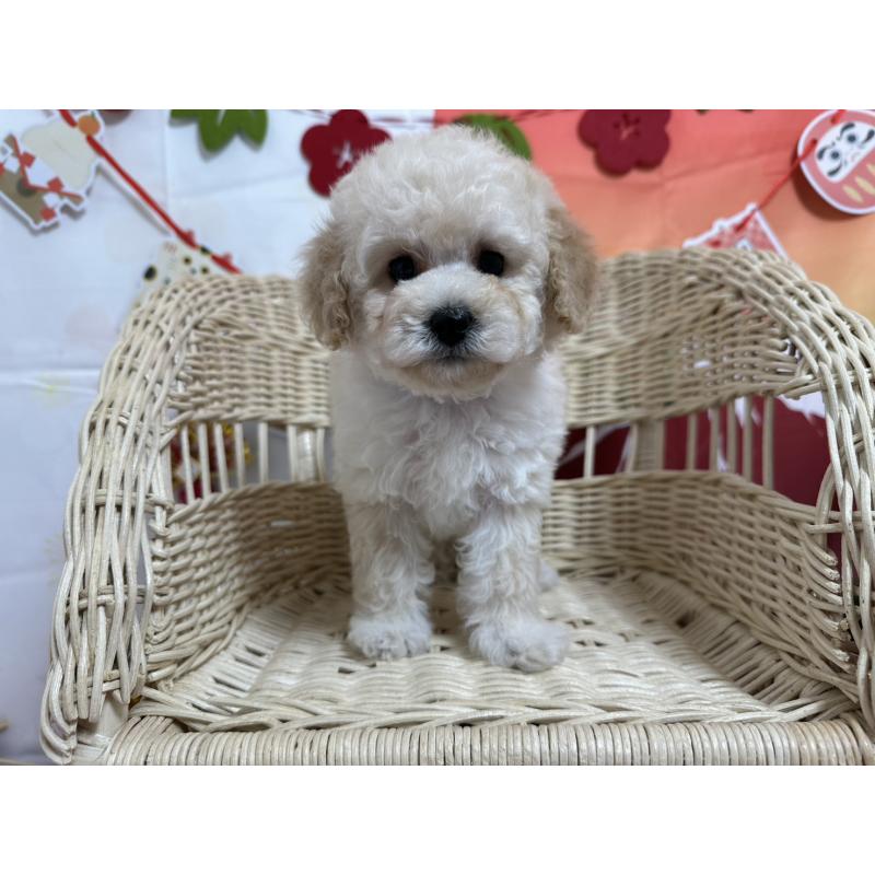 販売中の愛知県のタイニープードル-437290の6枚目