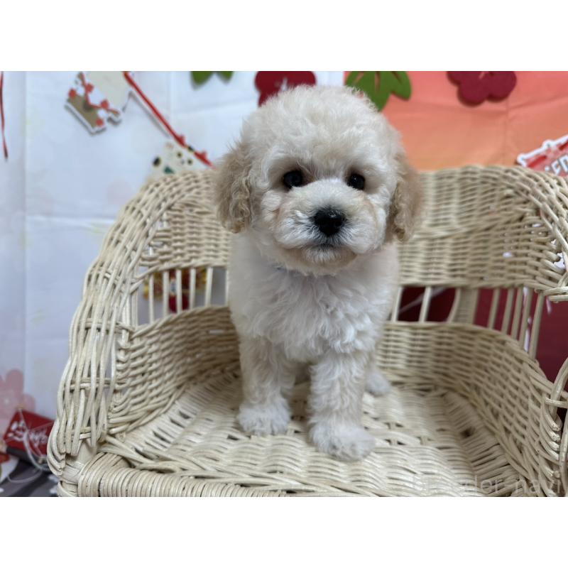 販売中の愛知県のタイニープードル-437290の5枚目