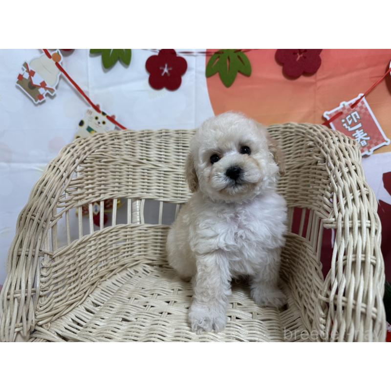 販売中の愛知県のタイニープードル-437290の4枚目