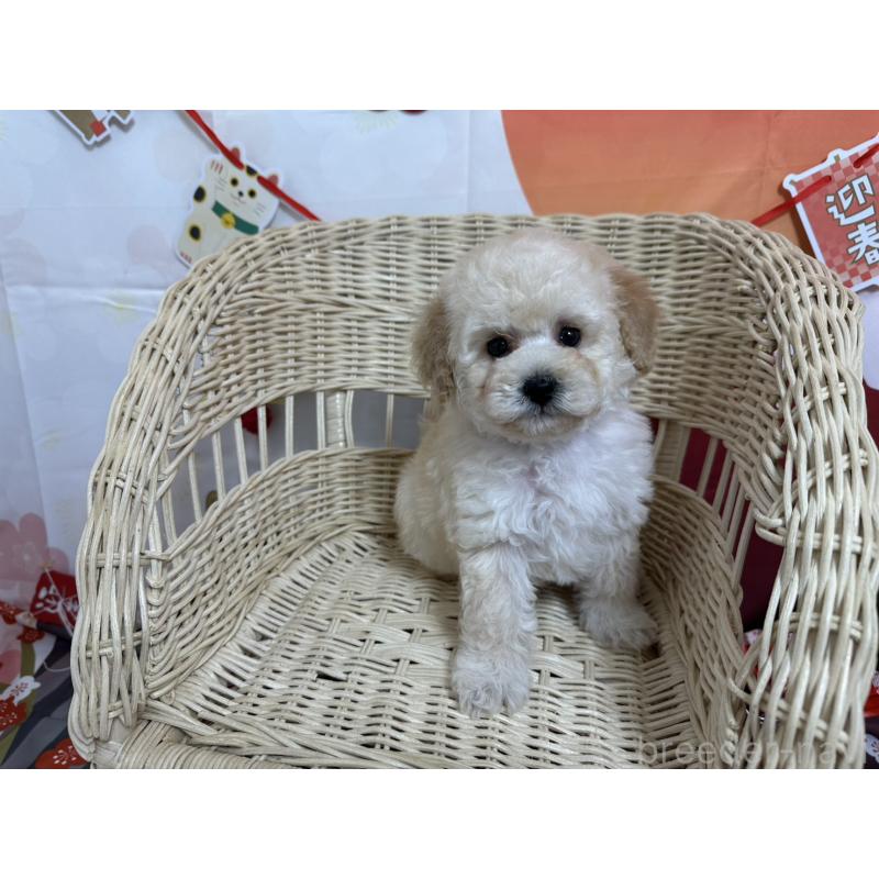 販売中の愛知県のタイニープードル-437290の3枚目