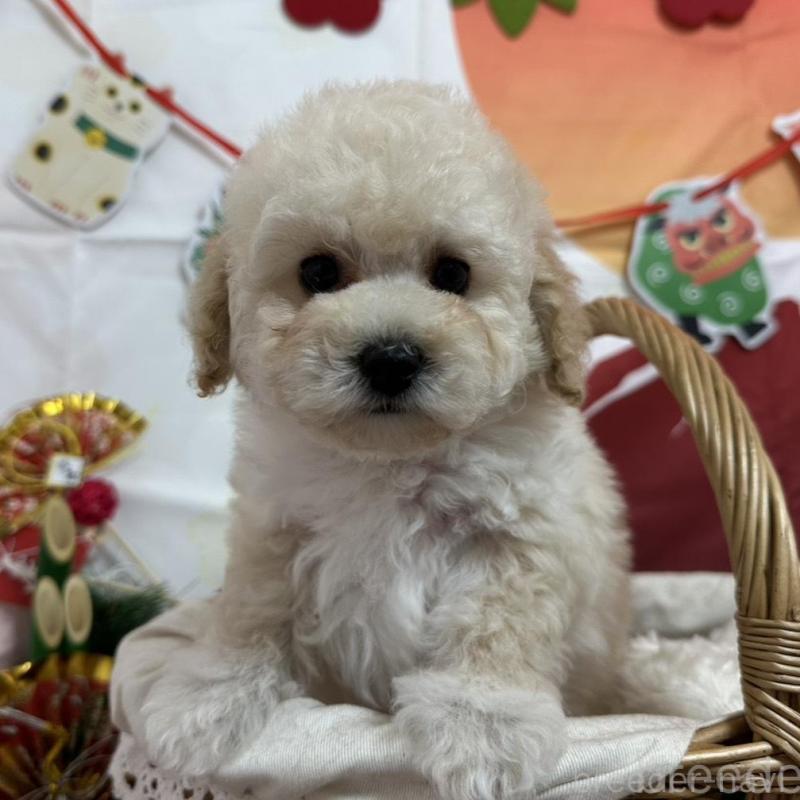 販売中の愛知県のタイニープードル-437290の1枚目