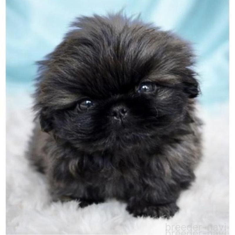 販売中の愛知県のペキニーズ-437293の1枚目