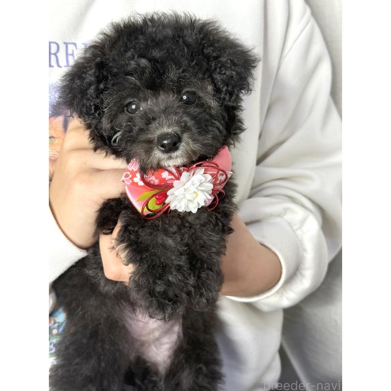 成約済の大阪府のタイニープードル-432544の8枚目