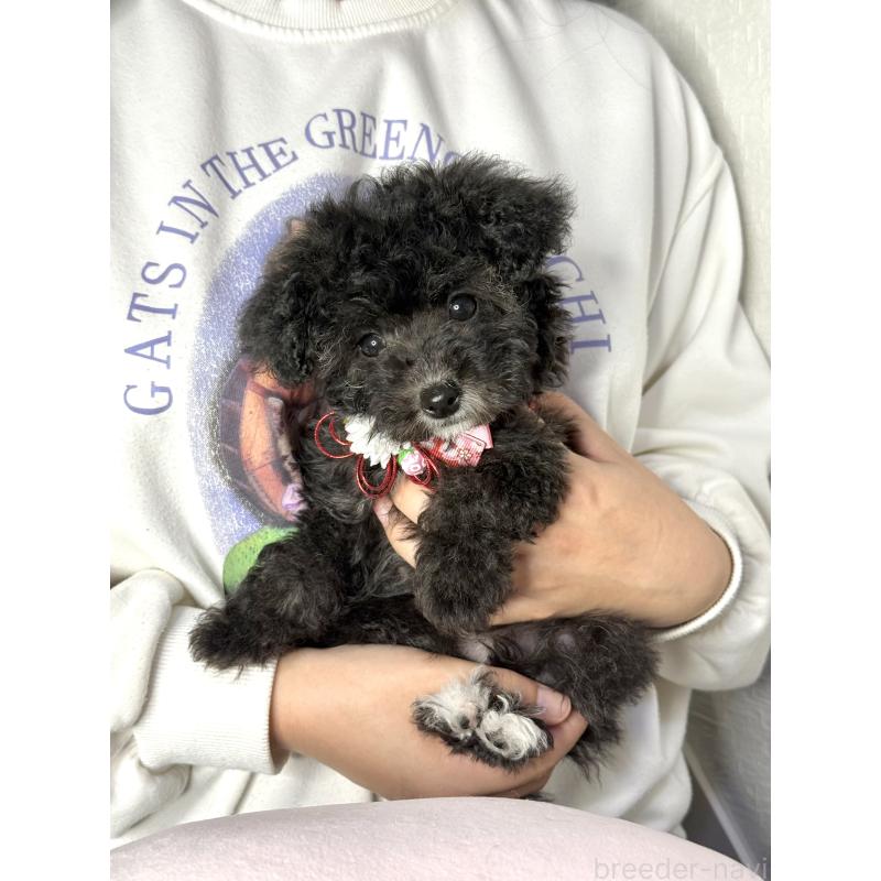 成約済の大阪府のタイニープードル-432544の7枚目