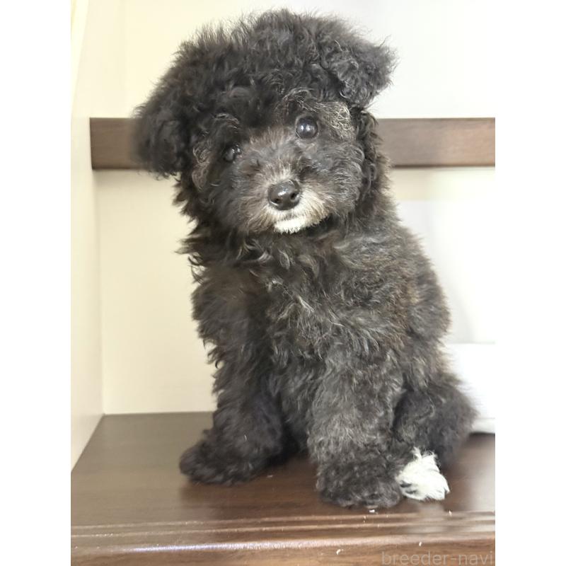 成約済の大阪府のタイニープードル-432544の5枚目