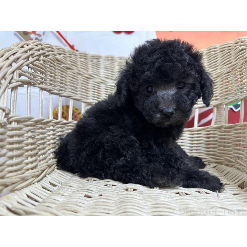 販売中の愛知県のタイニープードル-437292の8枚目