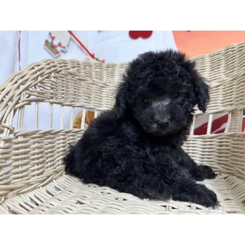 販売中の愛知県のタイニープードル-437292の7枚目