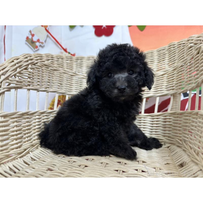 販売中の愛知県のタイニープードル-437292の6枚目