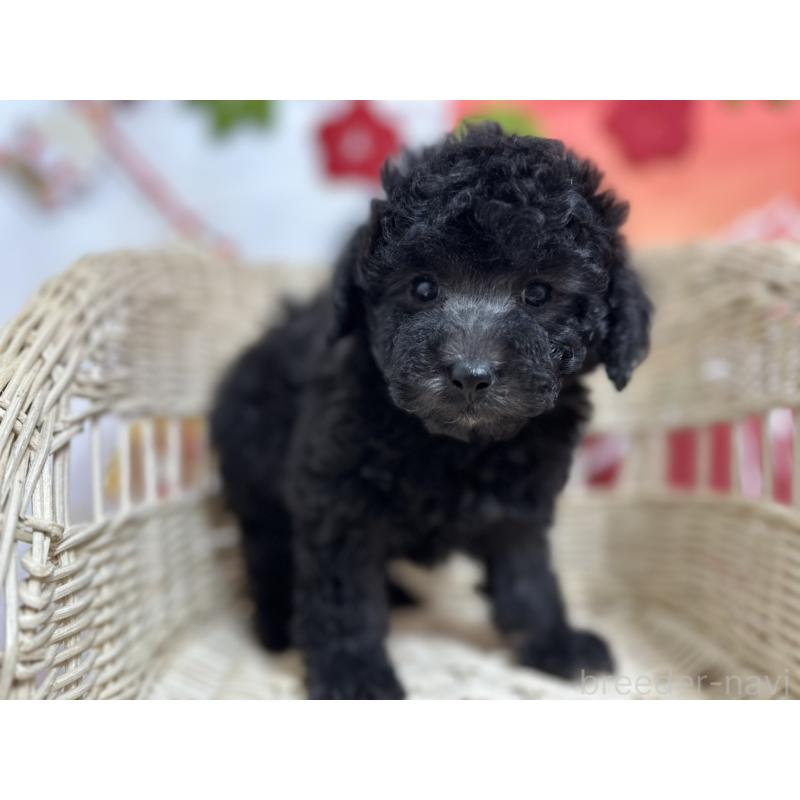 販売中の愛知県のタイニープードル-437292の5枚目