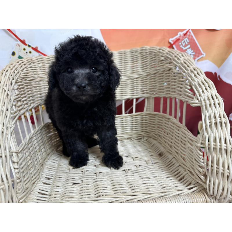 販売中の愛知県のタイニープードル-437292の4枚目