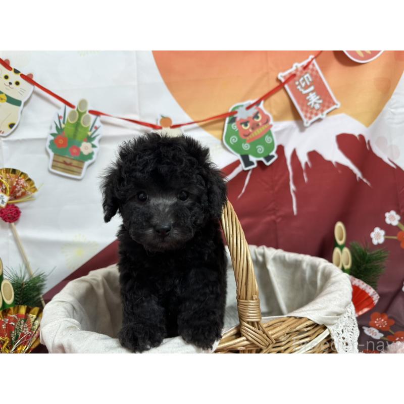 販売中の愛知県のタイニープードル-437292の3枚目