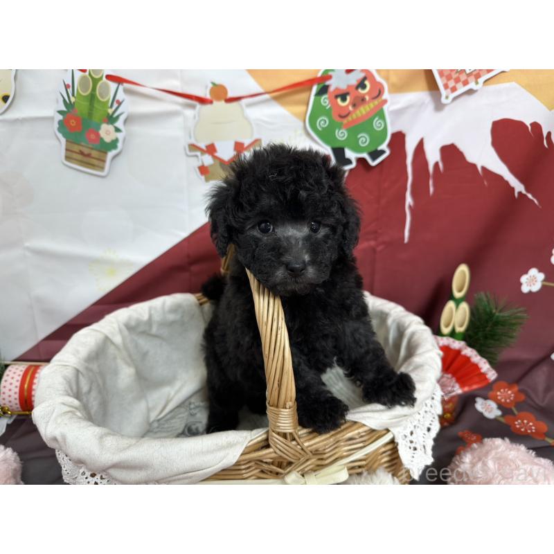 販売中の愛知県のタイニープードル-437292の2枚目