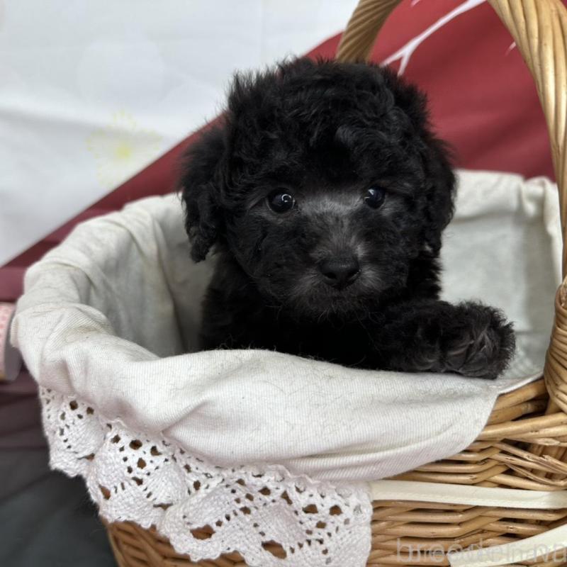 販売中の愛知県のタイニープードル-437292の1枚目