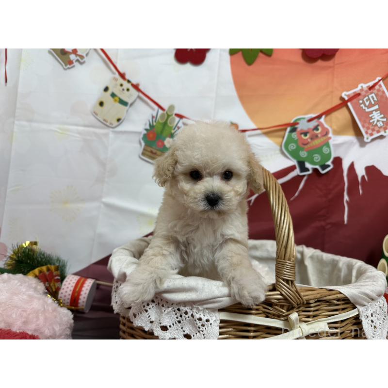 販売中の愛知県のタイニープードル-437295の7枚目