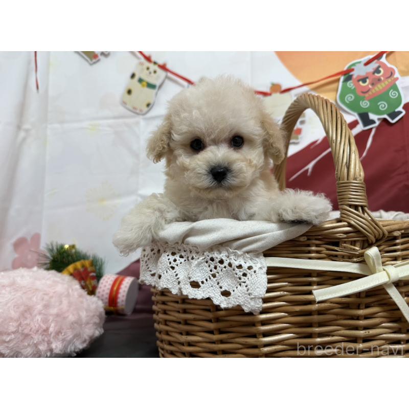 販売中の愛知県のタイニープードル-437295の6枚目