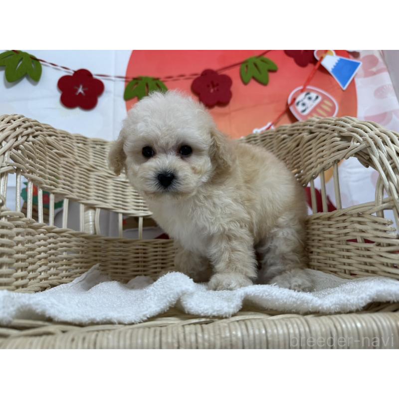 販売中の愛知県のタイニープードル-437295の4枚目