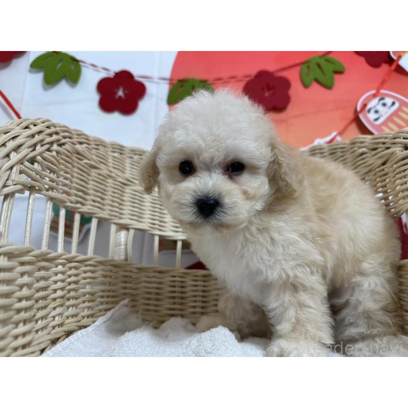 販売中の愛知県のタイニープードル-437295の3枚目