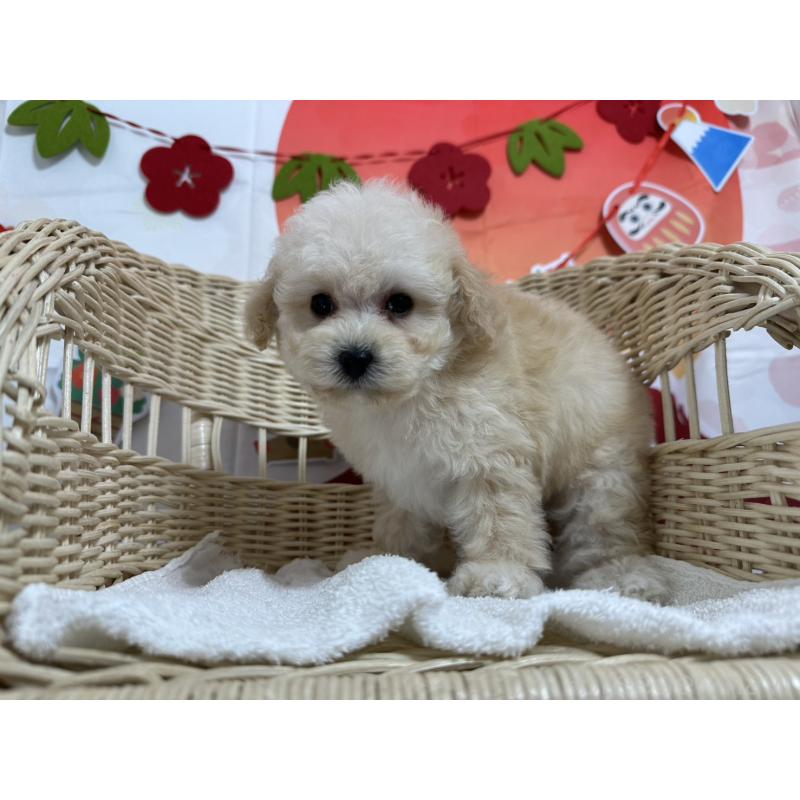 販売中の愛知県のタイニープードル-437295の2枚目