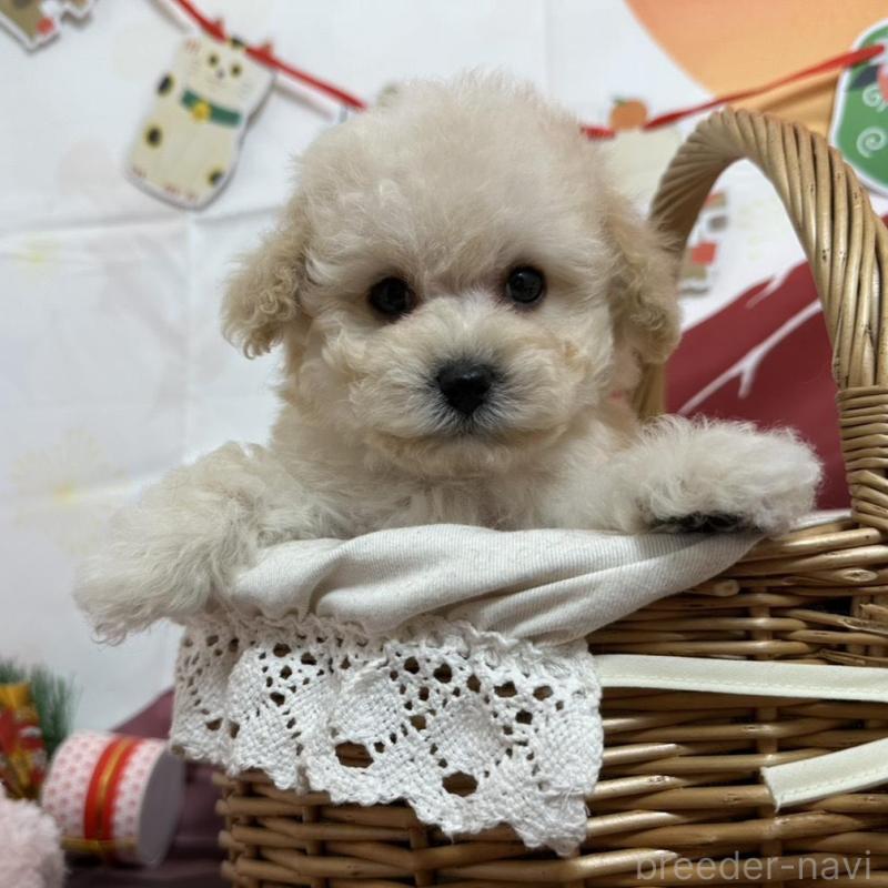 販売中の愛知県のタイニープードル-437295