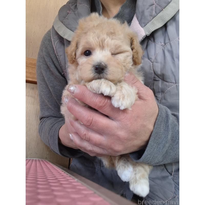 商談中の群馬県のビションプー:ビションフリーゼ×トイプードル-432978の3枚目