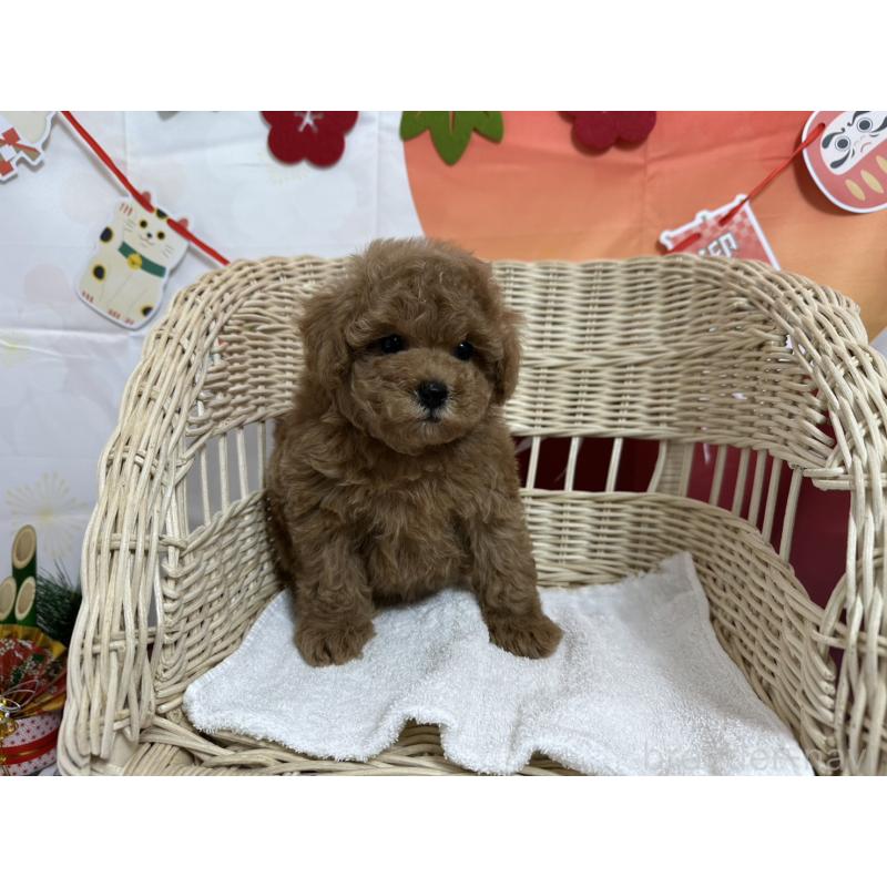 販売中の愛知県のタイニープードル-437298の8枚目
