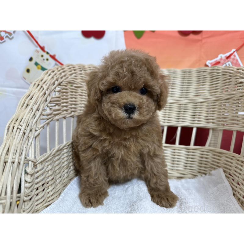 販売中の愛知県のタイニープードル-437298の7枚目