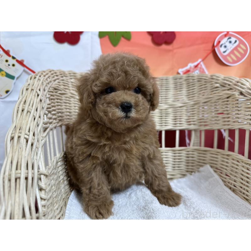 販売中の愛知県のタイニープードル-437298の6枚目