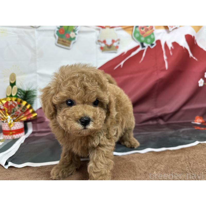 販売中の愛知県のタイニープードル-437298の5枚目