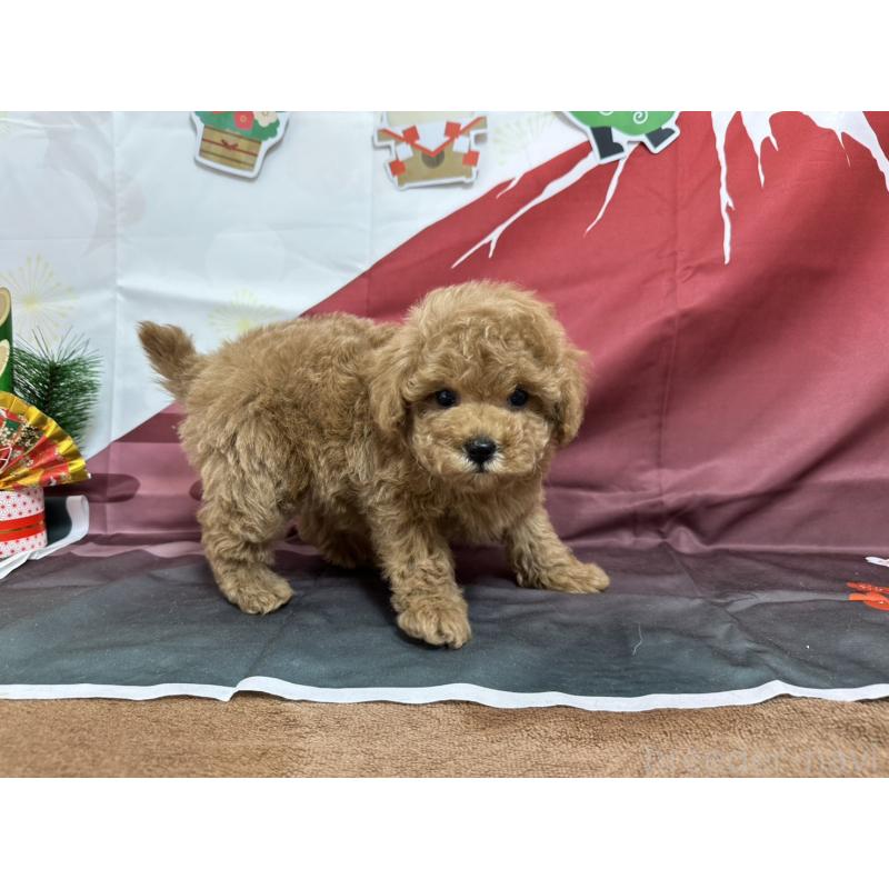 販売中の愛知県のタイニープードル-437298の4枚目