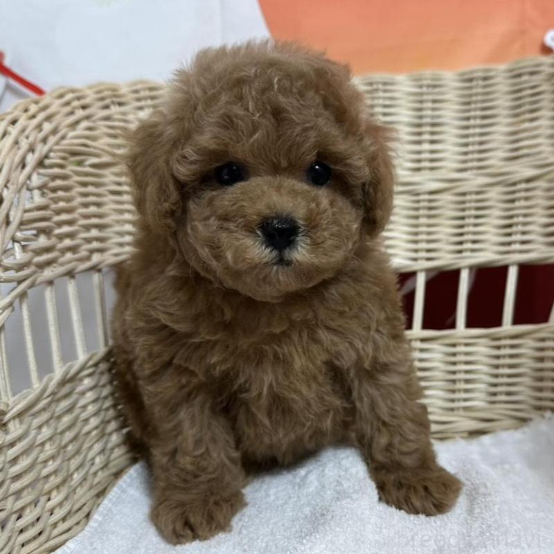 販売中の愛知県のタイニープードル-437298