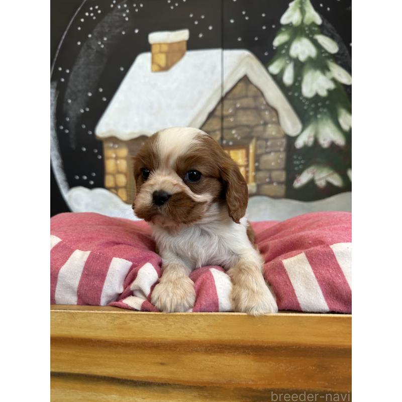 販売中の埼玉県のキャバリアキングチャールズスパニエル-437300の5枚目