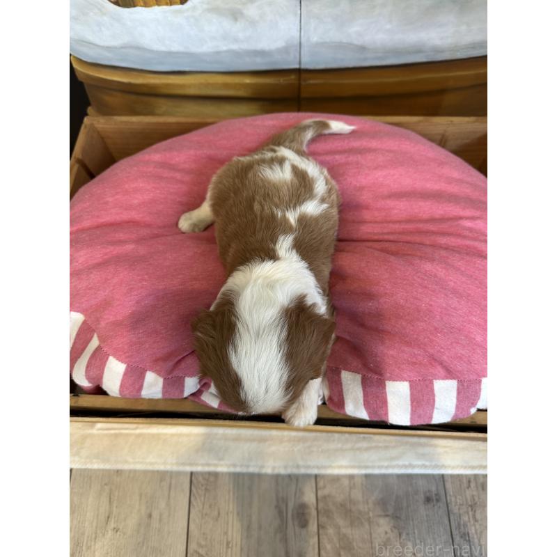 販売中の埼玉県のキャバリアキングチャールズスパニエル-437300の4枚目