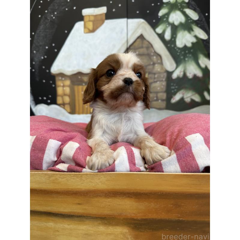 販売中の埼玉県のキャバリアキングチャールズスパニエル-437300の3枚目