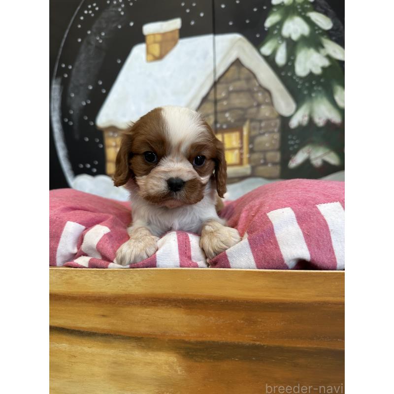 販売中の埼玉県のキャバリアキングチャールズスパニエル-437300の2枚目