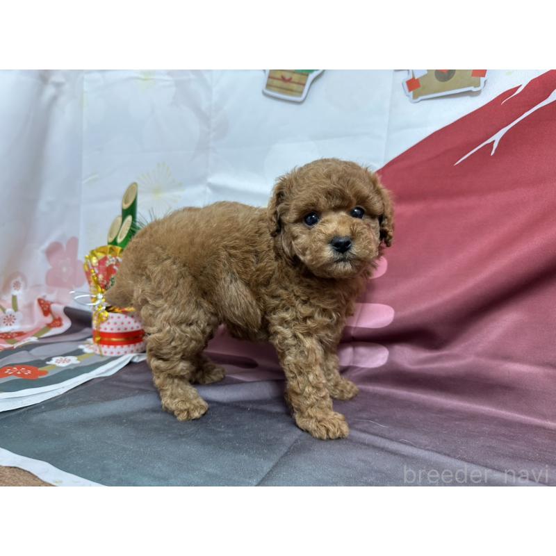 販売中の愛知県のタイニープードル-437299の7枚目